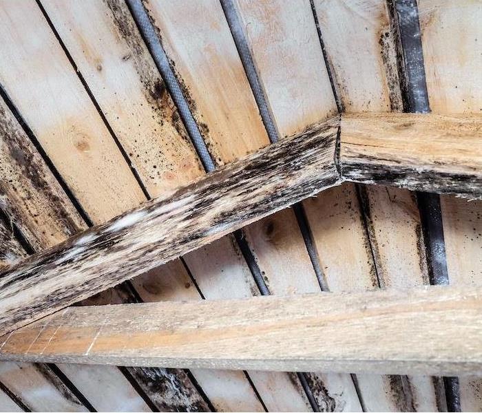 Mold in attic