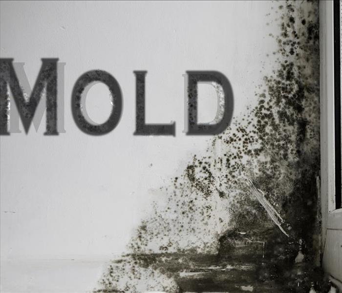 MOLD lettering by black mold growth on white wall by a window
