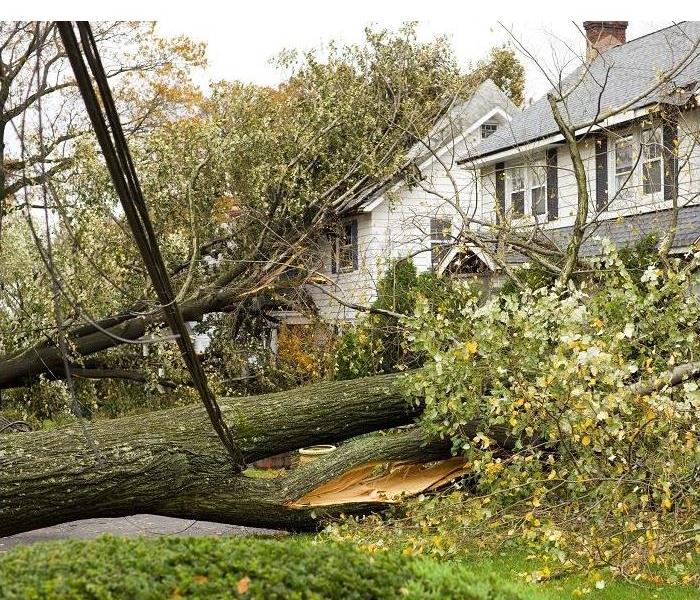 very large fallen tree whose branches are damaging two homes