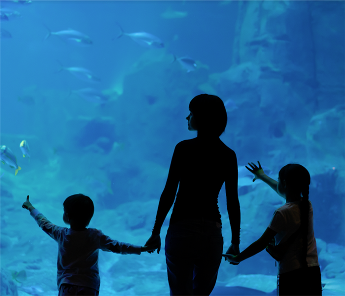 a family staring at the fish in an aquarium