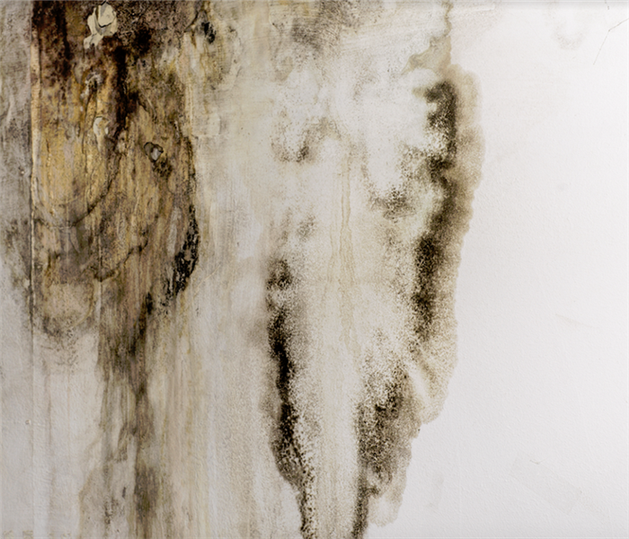 mold growing down a wall