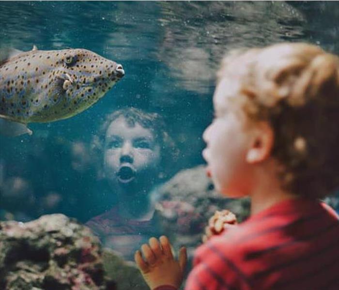 A small child looking at a fish in a big tank. 