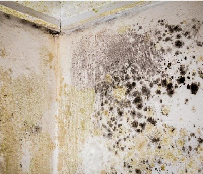 mold damage on walls and ceiling